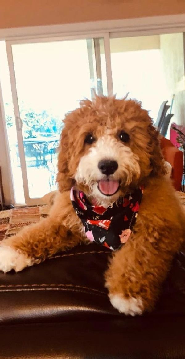 Labradoodle Story Tails Adopt a Labradoodle, Labradoodle Breeders